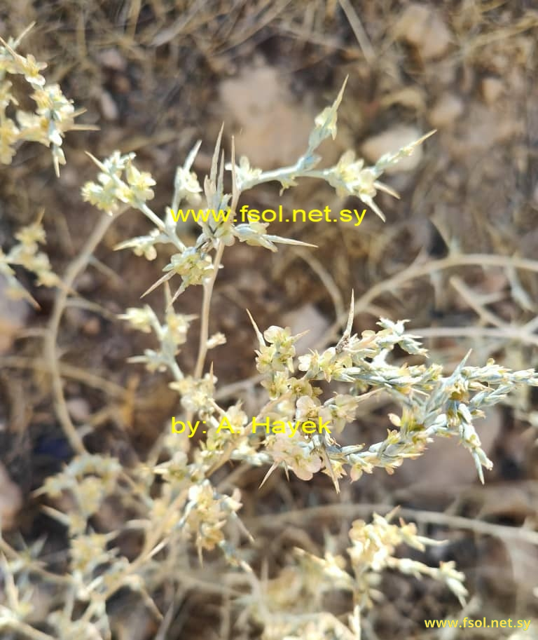 Noaea mucronata (Forsk) Asch.et Schw.